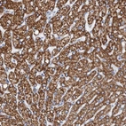 Immunohistochemical staining of human liver shows strong cytoplasmic granular positivity in hepatocytes.