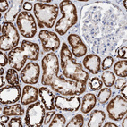 Immunohistochemical staining of human kidney shows strong cytoplasmic granular positivity in cells in tubules.