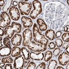 Immunohistochemical staining of human kidney shows strong cytoplasmic granular positivity in cells in tubules.
