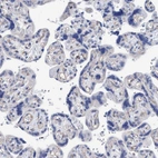 Immunohistochemical staining of human placenta shows no positivity in trophoblastic cells as expected.