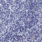 Immunohistochemical staining of human lymph node using Anti-ARSG antibody HPA023245.