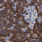 Immunohistochemical staining of human pancreas using Anti-ARSG antibody HPA023245.