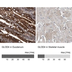Anti-GLOD4 Antibody