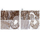 Immunohistochemical staining of human duodenum, kidney, skeletal muscle and testis using Anti-GLOD4 antibody HPA023246 (A) shows similar protein distribution across tissues to independent antibody HPA021623 (B).