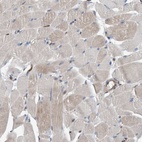 Immunohistochemical staining of human skeletal muscle shows low expression as expected.