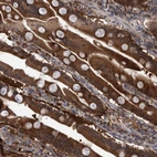 Immunohistochemical staining of human duodenum shows high expression.
