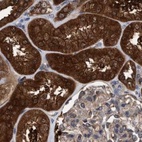 Immunohistochemical staining of human kidney using Anti-GLOD4 antibody HPA023246.