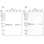 Western blot analysis using Anti-GLOD4 antibody HPA023246 (A) shows similar pattern to independent antibody HPA021623 (B).