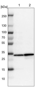 Lane 1: NIH-3T3 cell lysate (Mouse embryonic fibroblast cells)_br/_Lane 2: NBT-II cell lysate (Rat Wistar bladder tumour cells)