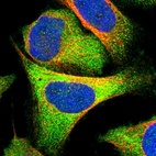 Immunofluorescent staining of human cell line U-2 OS shows localization to cytosol.