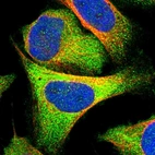 Immunofluorescent staining of human cell line U-2 OS shows localization to cytosol.