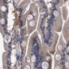 Immunohistochemical staining of human duodenum using Anti-GLOD4 antibody HPA023248.