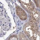Immunohistochemical staining of human kidney using Anti-GLOD4 antibody HPA023248.