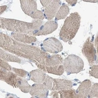 Immunohistochemical staining of human skeletal muscle using Anti-GLOD4 antibody HPA023248.