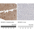 Anti-NECAB1 Antibody