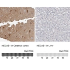 Anti-NECAB1 Antibody