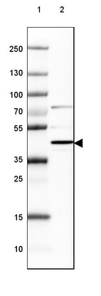 Lane 1: Marker [kDa] 250, 130, 100, 70, 55, 35, 25, 15, 10_br/_Lane 2: Human Cerebral Cortex tissue