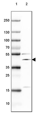 Lane 1: Marker [kDa] 250, 130, 100, 70, 55, 35, 25, 15, 10_br/_Lane 2: Mouse Cerebral Cortex tissue