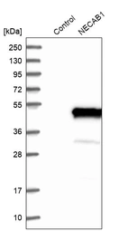 Western blot analysis in control (vector only transfected HEK293T lysate) and NECAB1 over-expression lysate (Co-expressed with a C-terminal myc-DDK tag (~3.1 kDa) in mammalian HEK293T cells, LY411679).