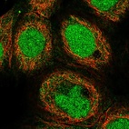 Immunofluorescent staining of human cell line A-431 shows localization to nucleus & cytosol.