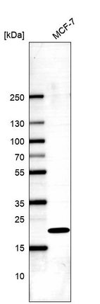 Western blot analysis in human cell line MCF-7.