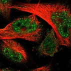 Immunofluorescent staining of human cell line U-251 MG shows localization to nuclear speckles & cytosol.