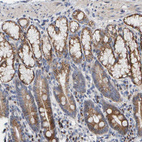 Immunohistochemical staining of human Duodenum shows strong granular cytoplasmic positivity in glandular cells.
