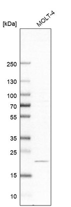 Western blot analysis in human cell line MOLT-4.