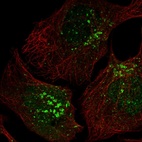 Immunofluorescent staining of human cell line U-2 OS shows localization to nucleoplasm & the Golgi apparatus.