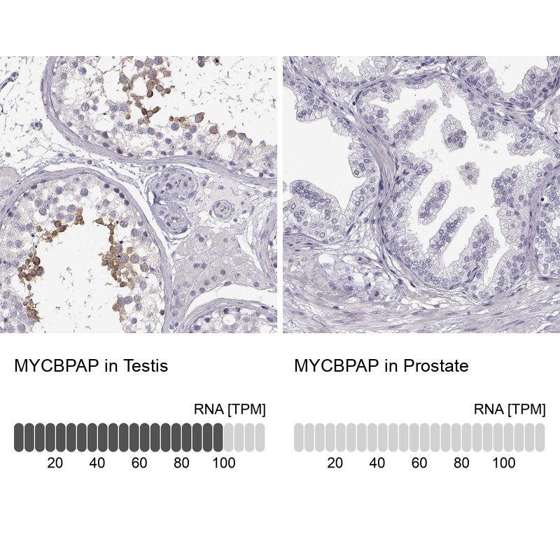 Anti-MYCBPAP Antibody