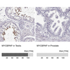 Anti-MYCBPAP Antibody