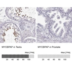 Anti-MYCBPAP Antibody