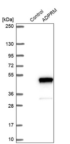 Western blot analysis in control (vector only transfected HEK293T lysate) and ADPRM over-expression lysate (Co-expressed with a C-terminal myc-DDK tag (~3.1 kDa) in mammalian HEK293T cells, LY412569).