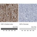 Anti-CNP Antibody