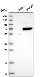 Western blot analysis in control (vector only transfected HEK293T lysate) and COASY over-expression lysate (Co-expressed with a C-terminal myc-DDK tag (~3.1 kDa) in mammalian HEK293T cells, LY403068).