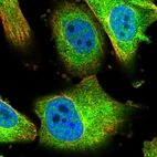 Immunofluorescent staining of human cell line U-251 MG shows localization to nucleoplasm & cytosol.
