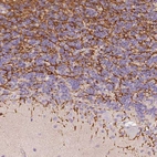 Immunohistochemical staining of human cerebellum shows strong cytoplasmic positivity in cells in granular layer.