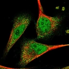 Immunofluorescent staining of human cell line U-251 MG shows localization to nucleoplasm & cytosol.