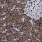 Immunohistochemical staining of human pancreas using Anti-ARSG antibody HPA023285.