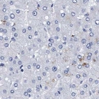 Immunohistochemical staining of human liver using Anti-ARSG antibody HPA023285.