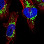 Immunofluorescent staining of human cell line U-251 MG shows localization to mitochondria.