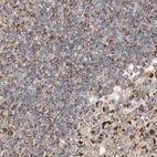 Immunohistochemical staining of human lymph node using Anti-MRM3 antibody HPA023292.