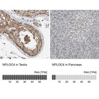 Anti-NPLOC4 Antibody