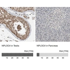 Anti-NPLOC4 Antibody