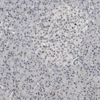 Immunohistochemical staining of human pancreas shows low expression as expected.