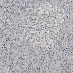 Immunohistochemical staining of human pancreas shows low expression as expected.