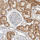 Immunohistochemical staining of human kidney shows moderate granular cytoplasmic positivity in cells in tubules.