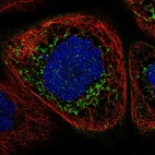 Immunofluorescent staining of human cell line A-431 shows localization to mitochondria.