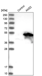 Western blot analysis in control (vector only transfected HEK293T lysate) and AMZ2 over-expression lysate (Co-expressed with a C-terminal myc-DDK tag (~3.1 kDa) in mammalian HEK293T cells, LY413879).