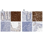 Immunohistochemical staining of human colon, liver, lymph node and testis using Anti-CTH antibody HPA023300 (A) shows similar protein distribution across tissues to independent antibody HPA021591 (B).